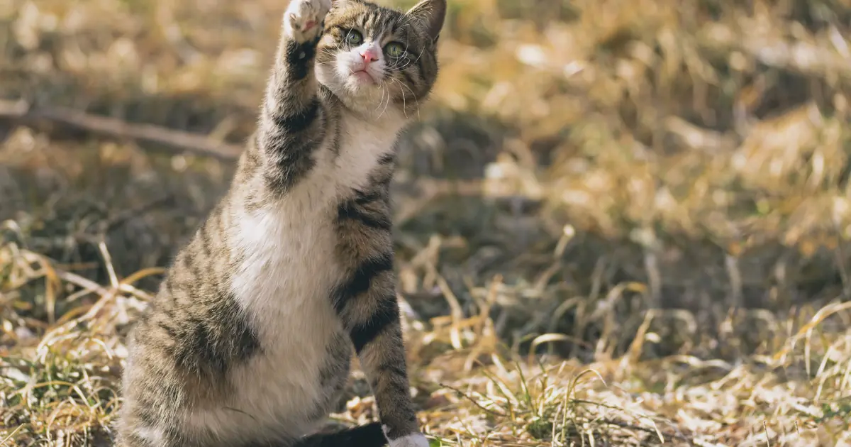 cats shake their paws to fling off litter, water, or debris