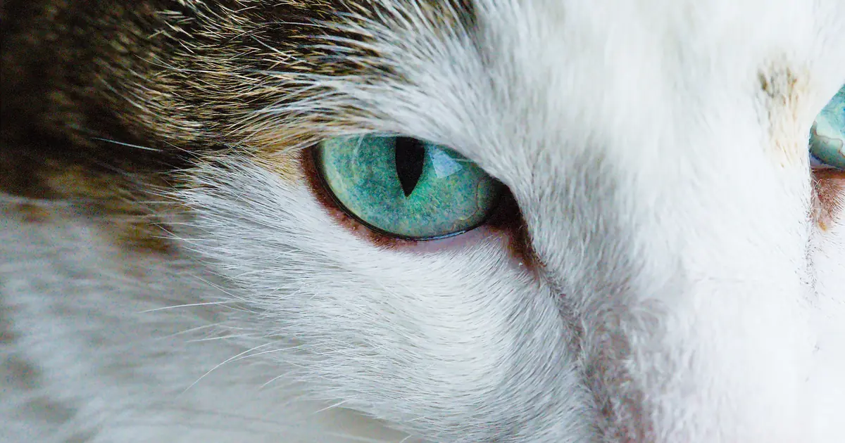 some cats' pale blue eyes can look almost lilac in certain light