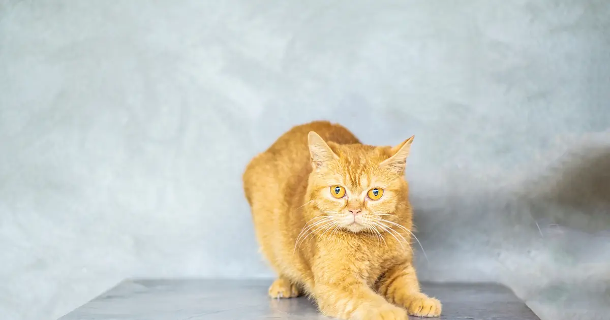 lip-licking can be a subtle stress or calming signal