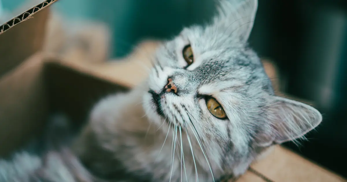 a cat by its litter box; most pee 2 to 4 times a day