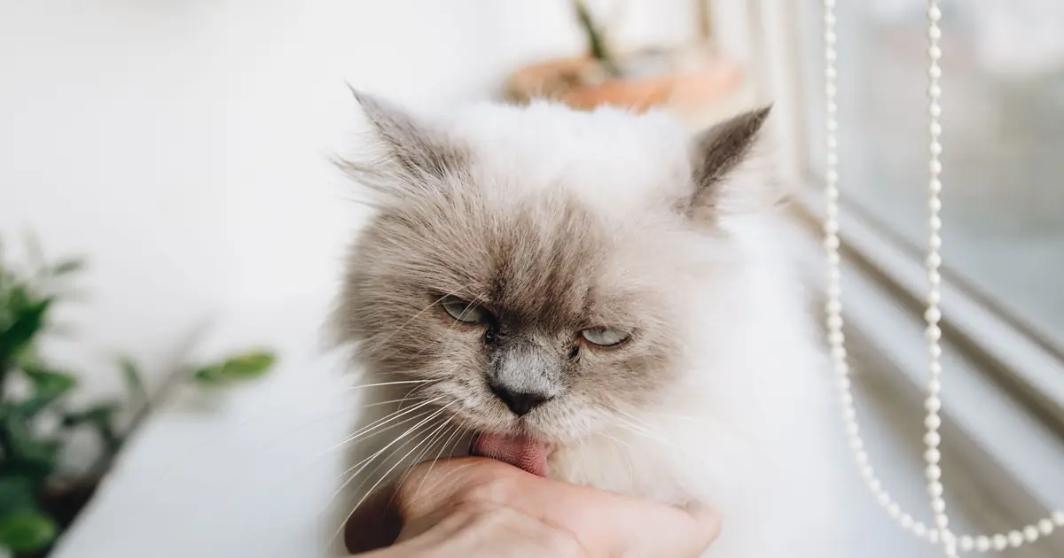 cats recognize humans more by voice and scent than face