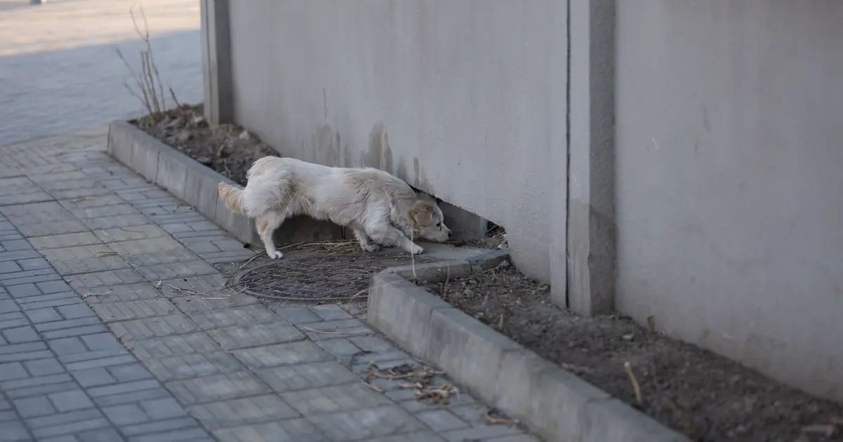spraying is a cat marking vertical surfaces with urine