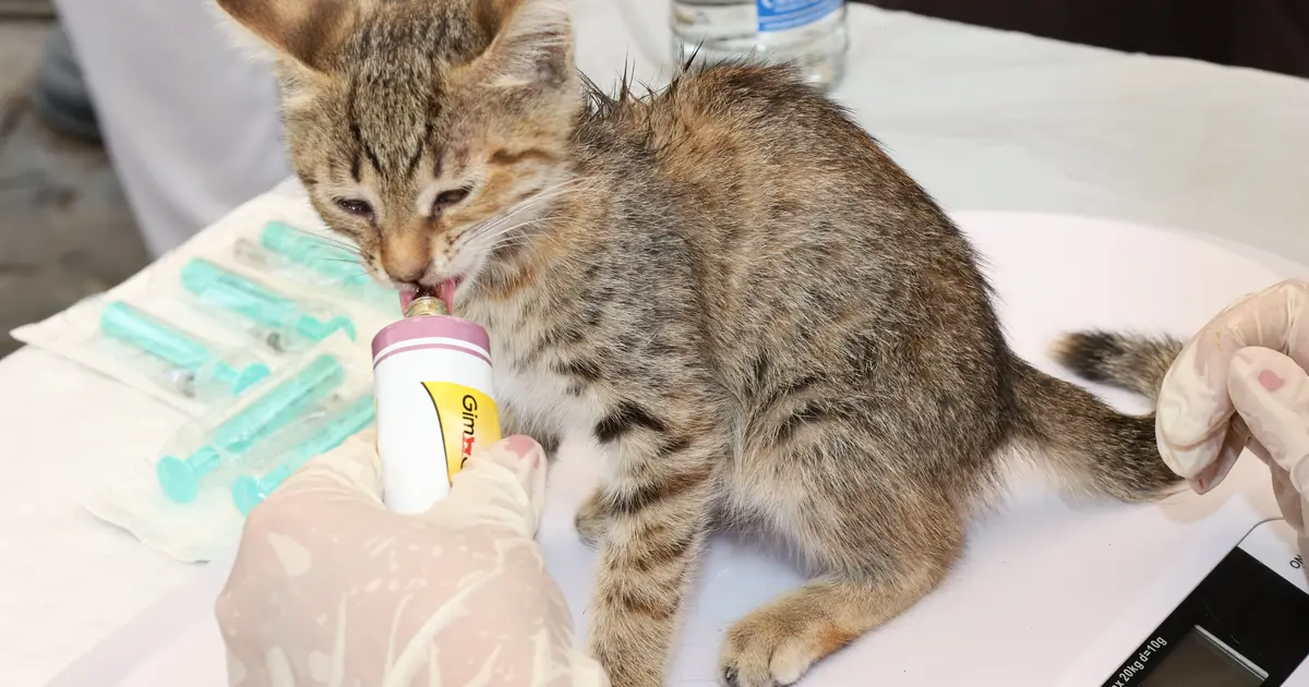 never give milk of magnesia without a vet; dosing errors are dangerous