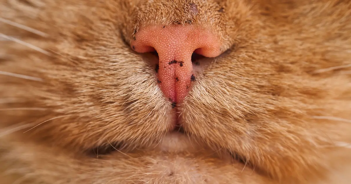 a cat's small, dark lips along its muzzle