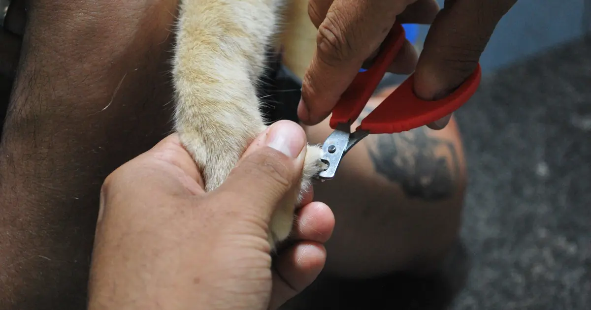 close-up of a cat's paw and nails