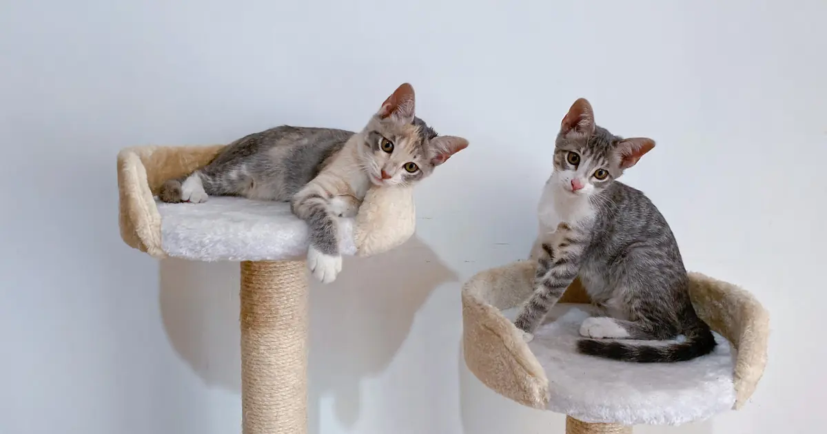 cats want height, perches, and scratching posts in a cat tree