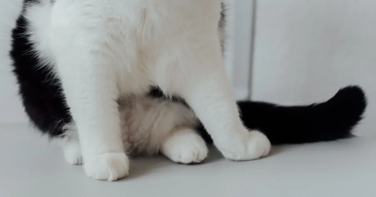 your feet radiate warmth and carry your scent, drawing your cat