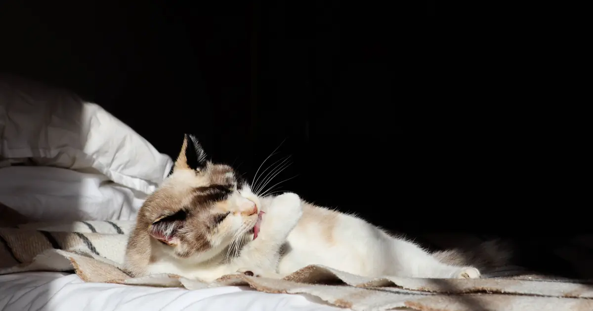 cats descend from desert wildcats and crave warmth