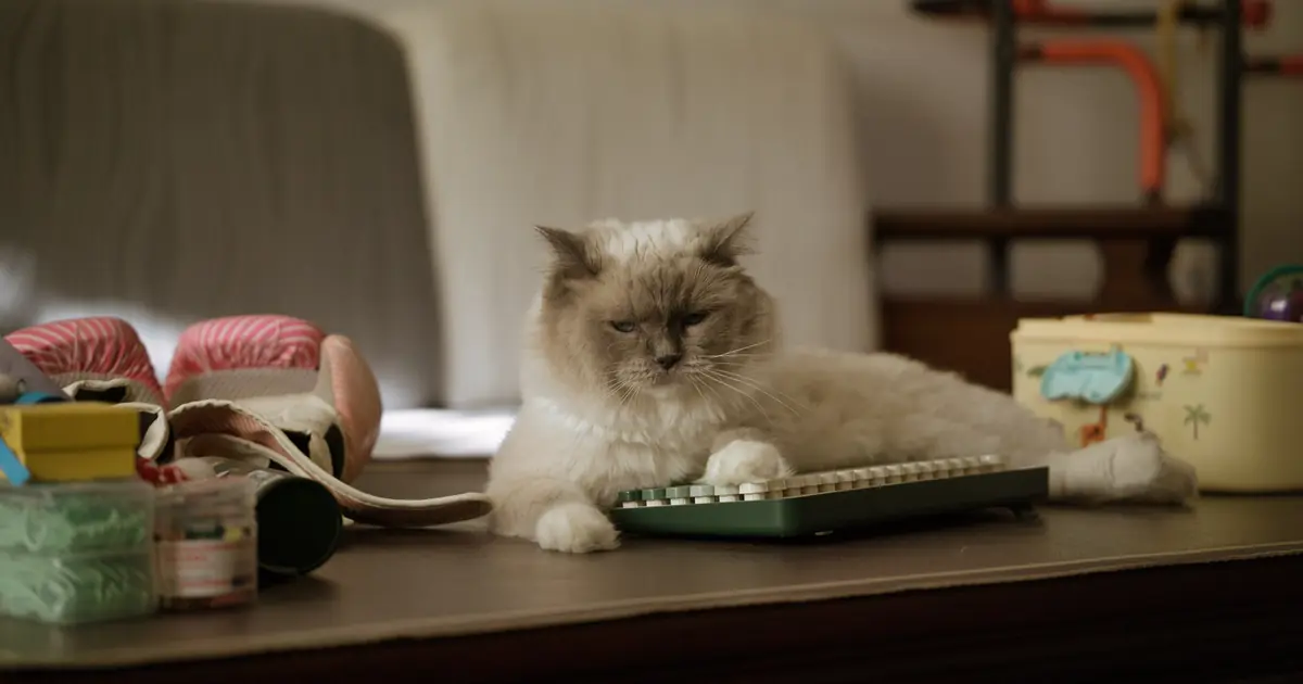 cats park on keyboards for warmth, your scent, and attention