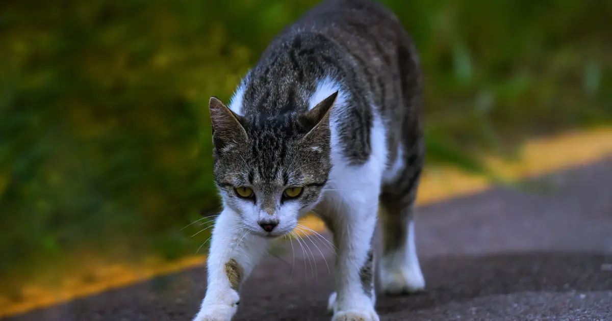 unneutered cats roam far to find mates