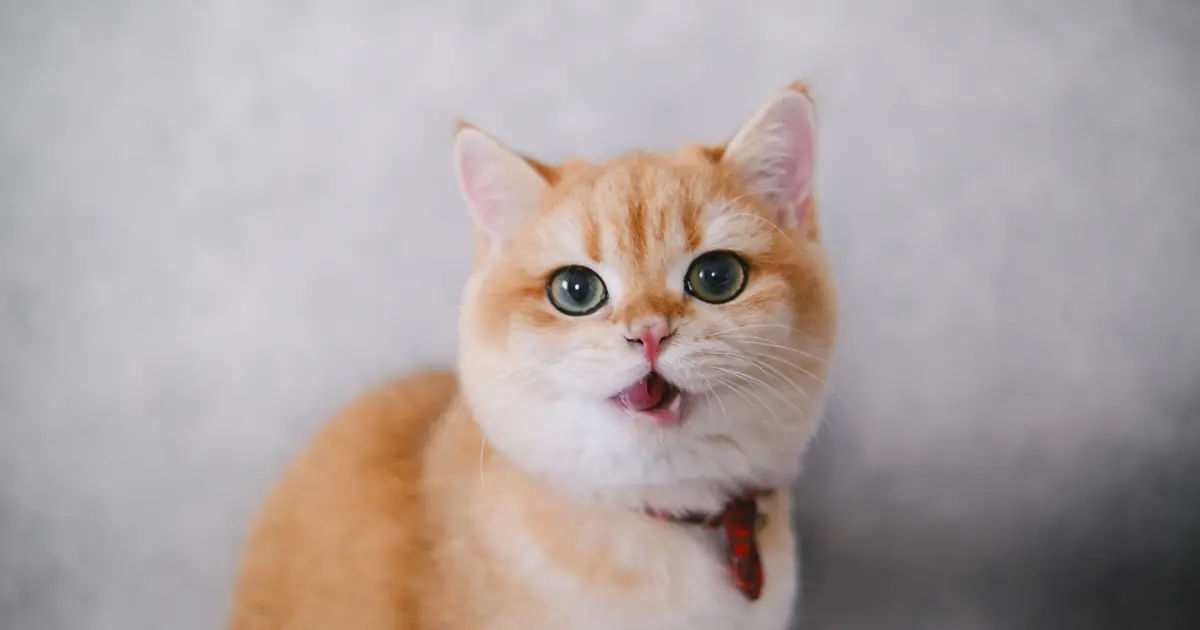 a cat panting briefly after play, usually harmless