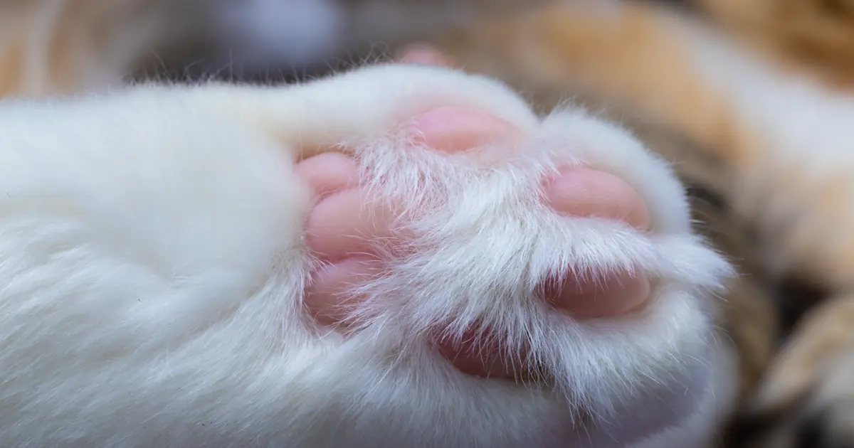 a cat's sensitive paws are among its ticklish spots