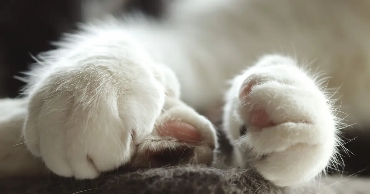 a cat's paw pads, where its sweat glands are
