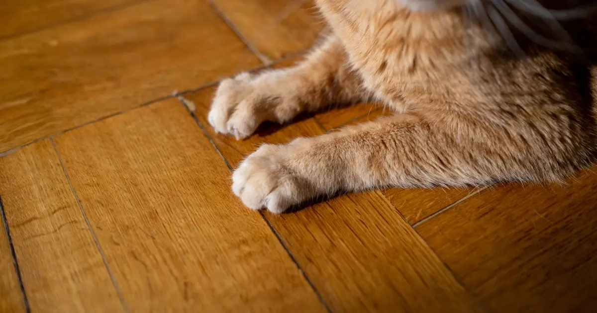 batting food echoes a cat's instinct to play with prey