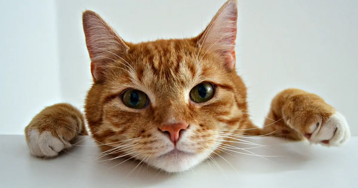 a cat deliberately pawing an object