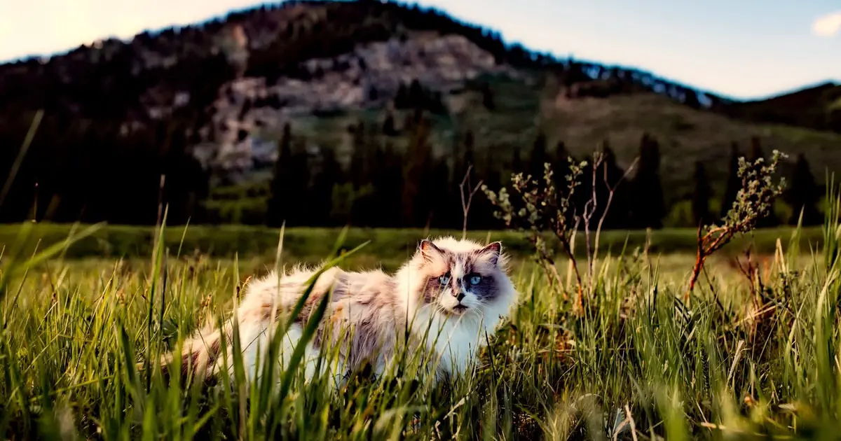 unneutered males and outdoor cats roam the farthest