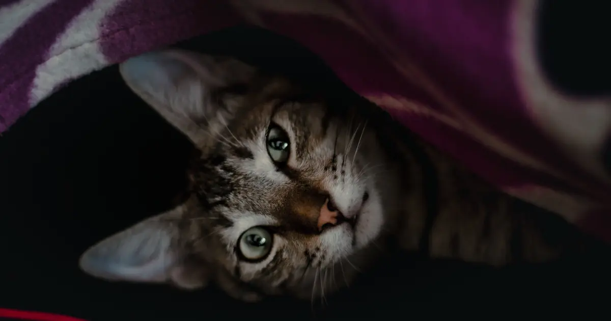 a quiet, safe space helps a scared cat calm down