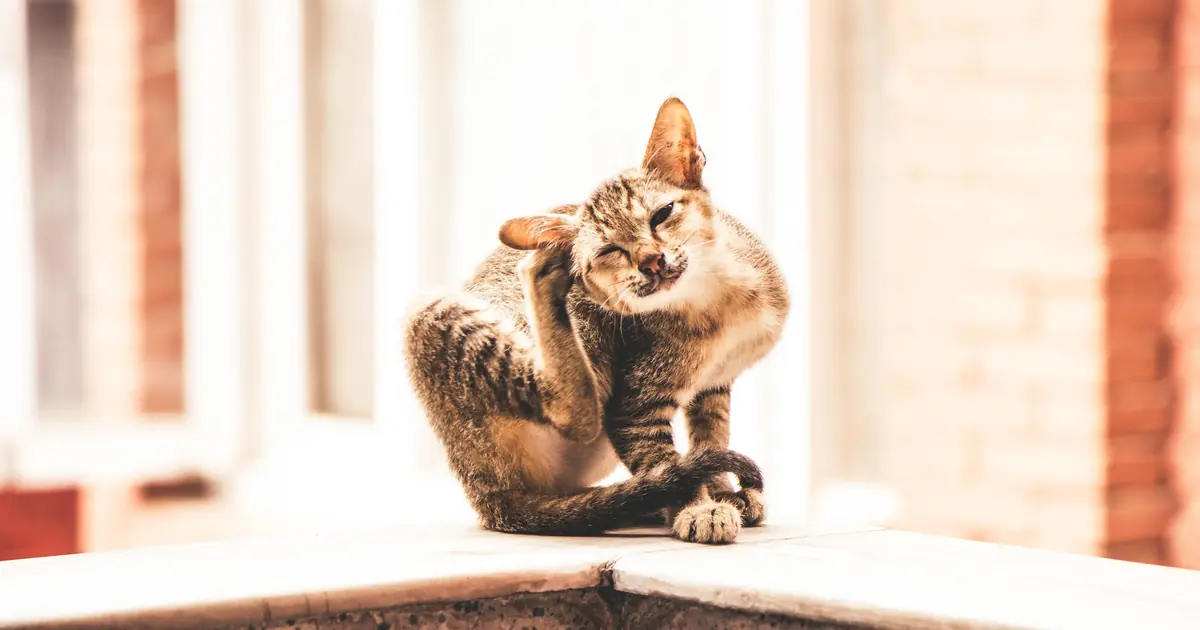 a cat scratching, a common sign of lice