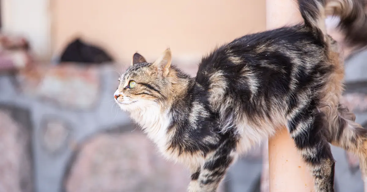 a quick shake often just resets a cat's ruffled fur after petting