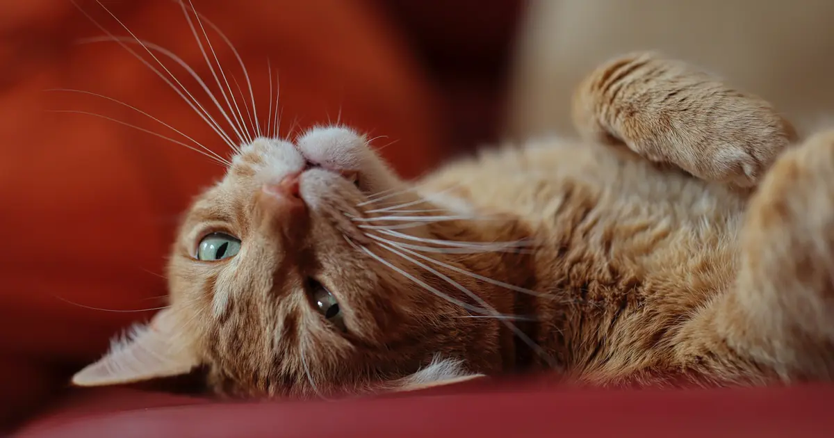 a cat exposing its belly as a sign of trust