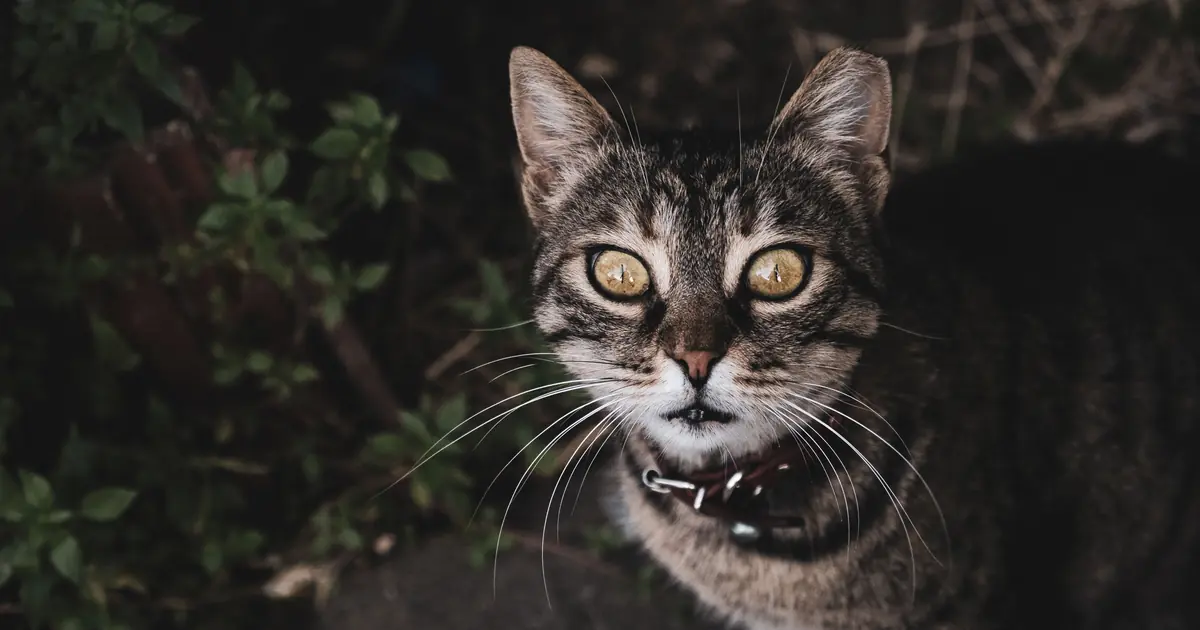 feline hyperesthesia, not Tourette's, causes tic-like twitching