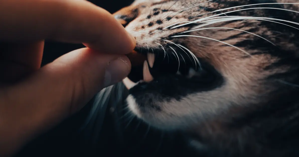 cats identify you largely by your unique scent