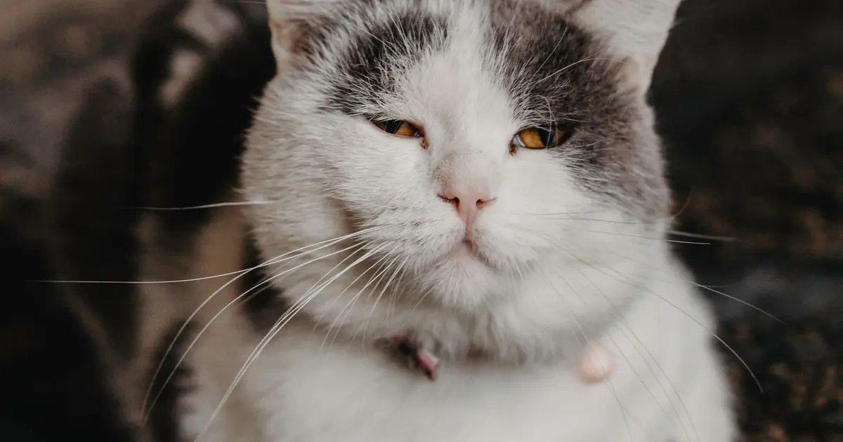 a cat squinting one eye, often from irritation or a scratch