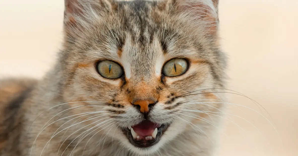 a sneeze is sudden and loud, so cats react to the surprise