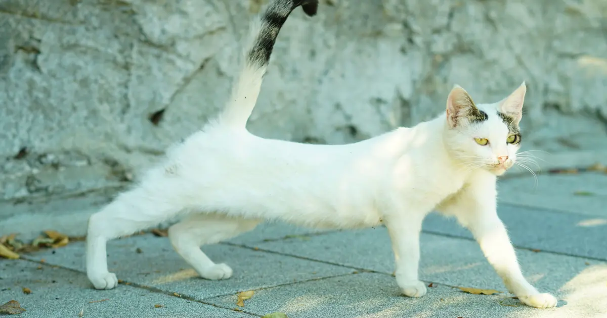 a cat arching its back in a stretch after waking