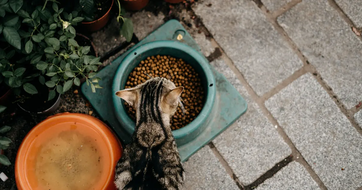 monthly cat costs cover food, litter, and vet care