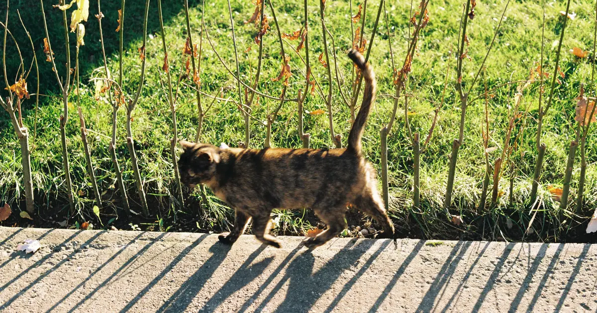 cats use tail movements to balance and communicate