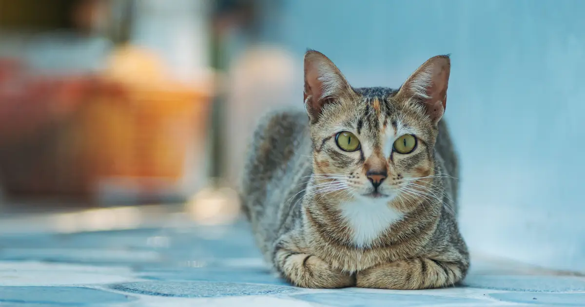 a cat's leg can briefly go numb from sitting in one position