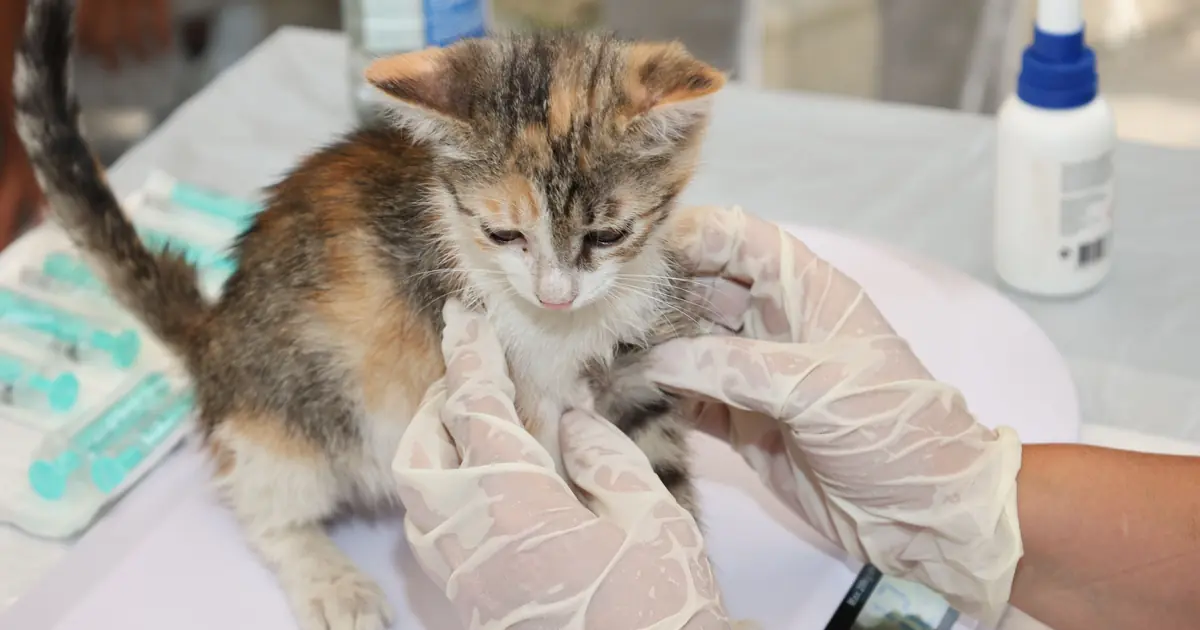 the 'distemper' shot (FVRCP) protects against three serious feline viruses