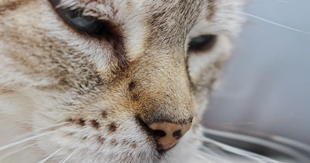 a close-up of a cat's face and whiskers