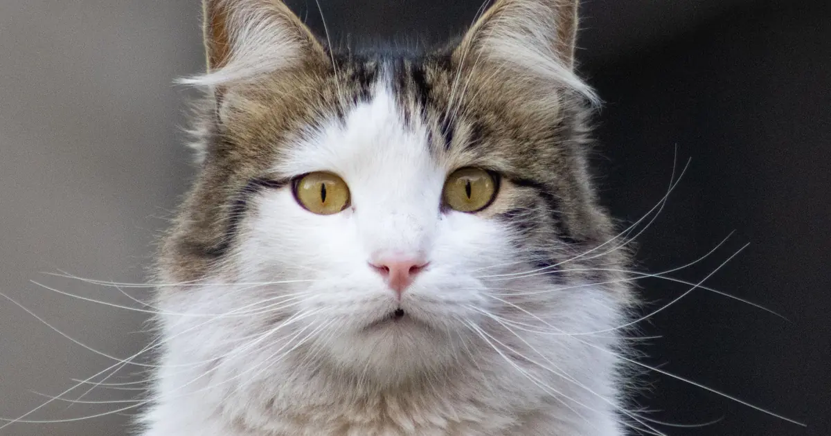 never trim whiskers, they're vital sensory tools