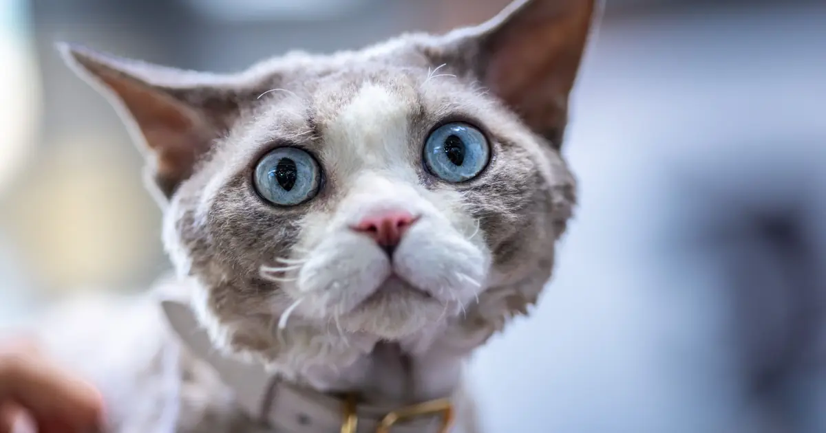 a cat's face, with pupils that widen when aroused or scared