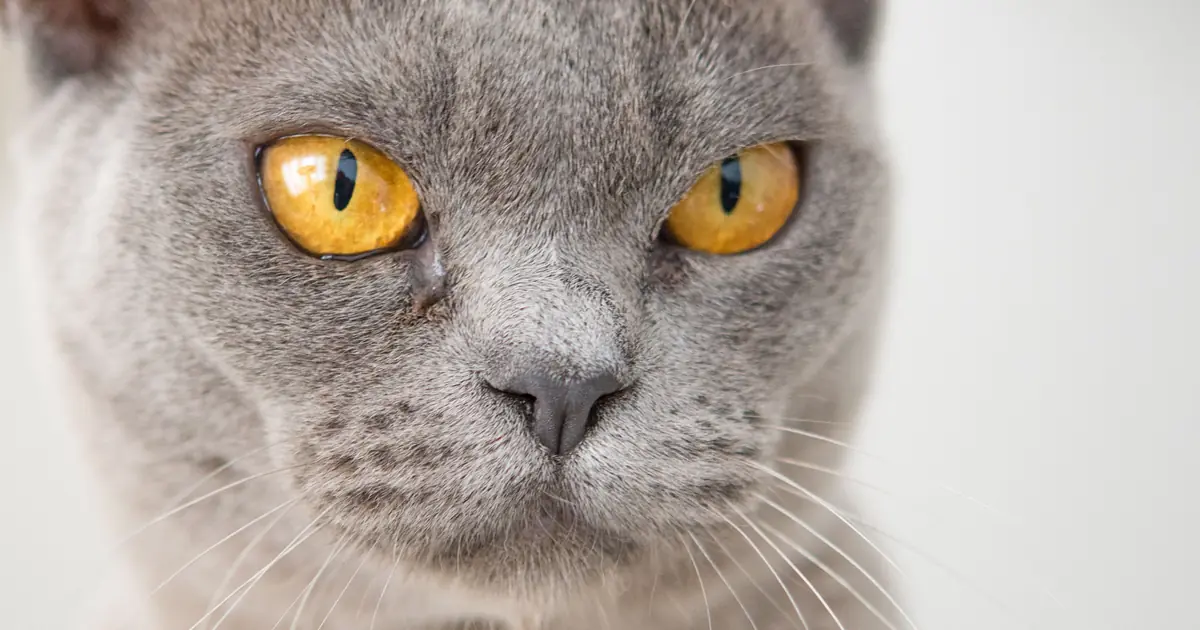 close-up of a cat's amber eyes