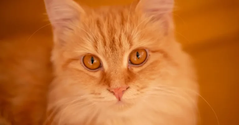 cat with orange eyes
