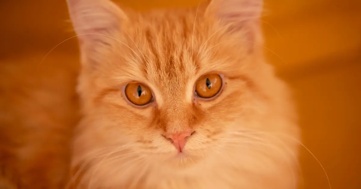 cat with orange eyes