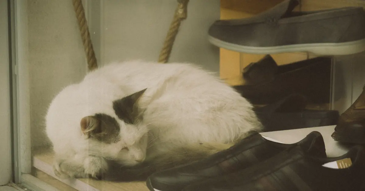 shoes carry your scent and the outside world, which fascinates cats