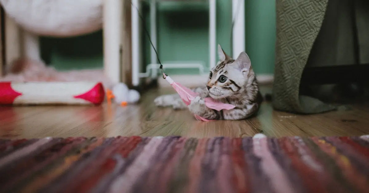 cats love yarn, but swallowed string is a serious hazard