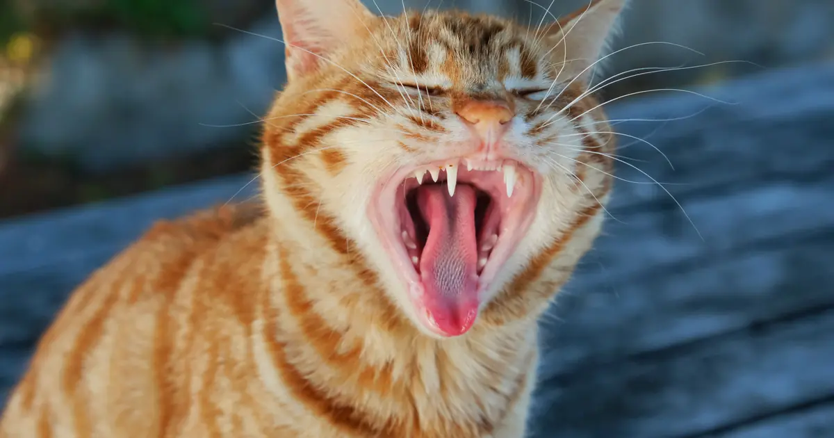 bad breath often points to dental disease in cats