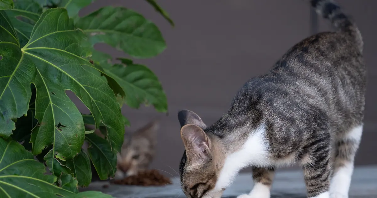 two cats greeting by sniffing