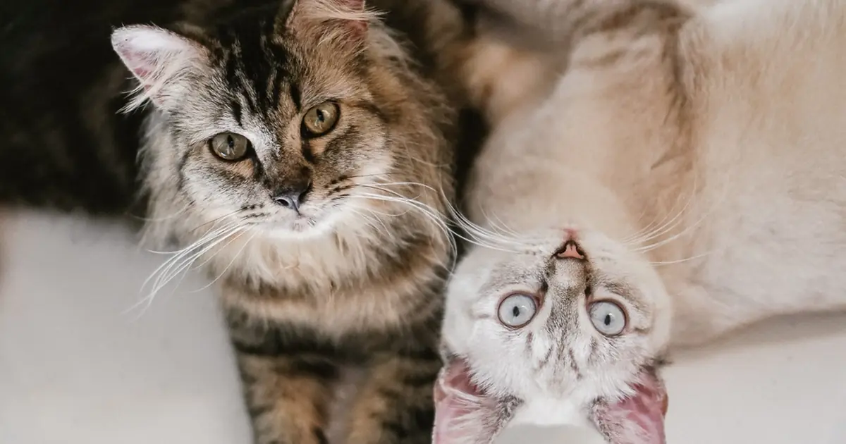 a raised paw can be play or a real boundary-setting slap