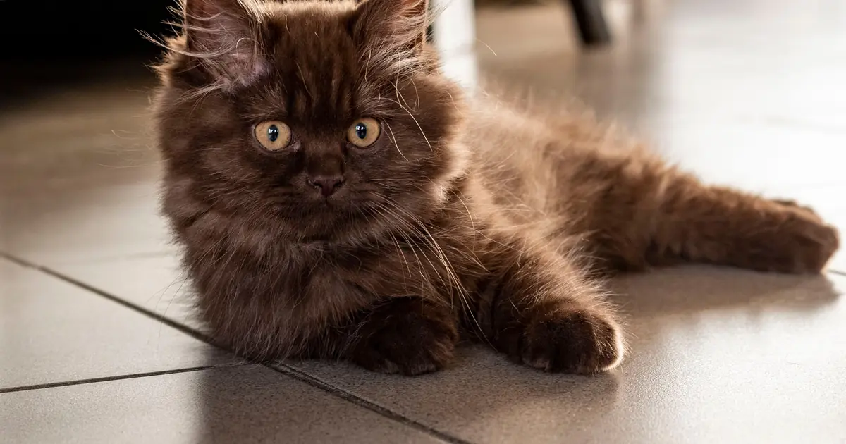 a rich chocolate-brown cat
