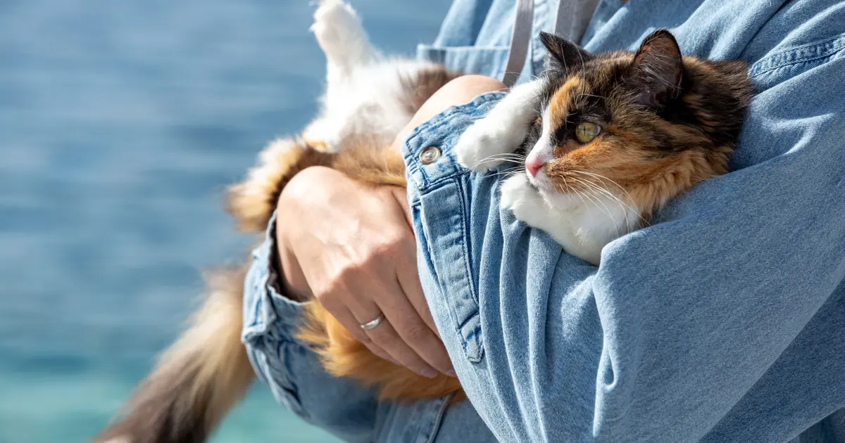 keep a dying cat warm, calm, and close to you