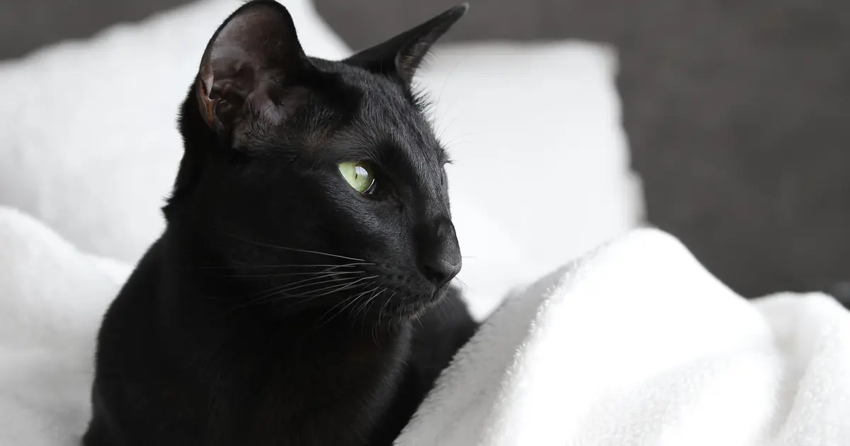 a sleek, bold-looking black cat