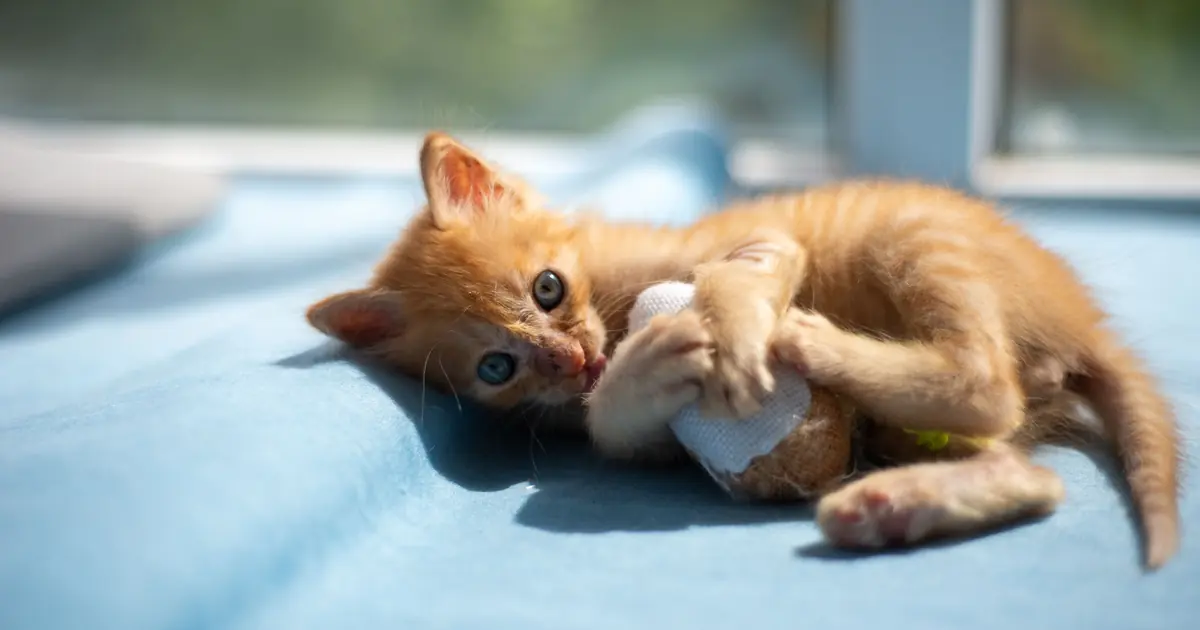 a cute orange kitten
