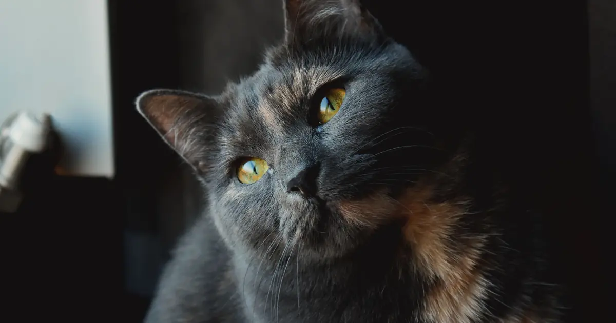 a dilute tortie has soft grey and cream patches, not black and orange