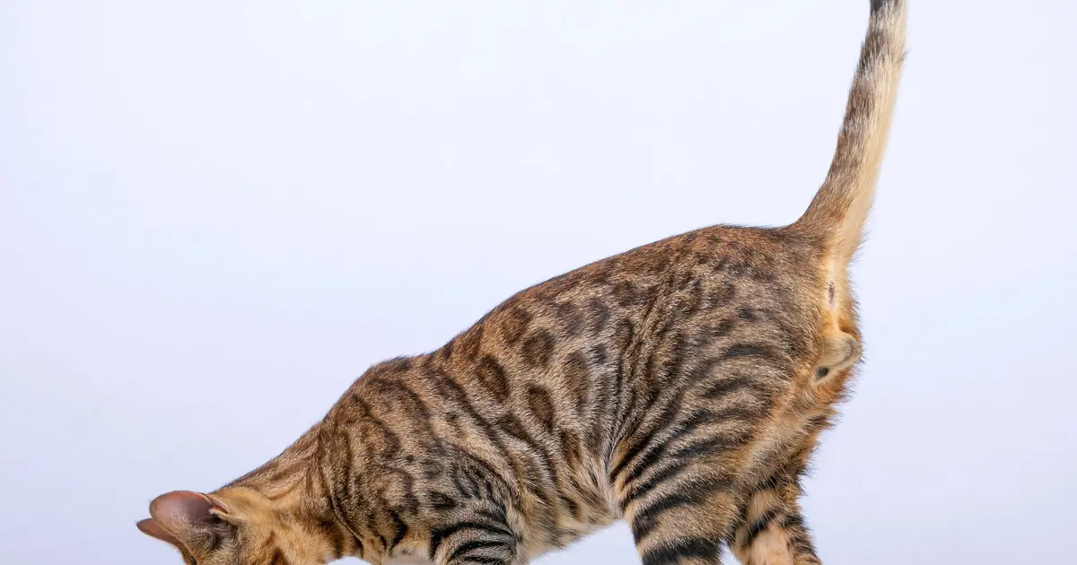do bengal cats shed